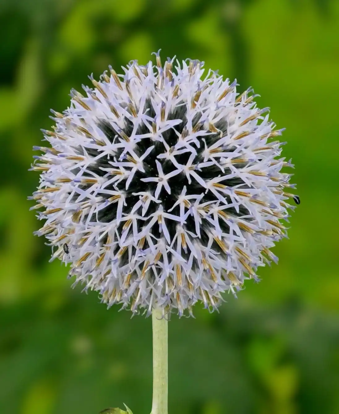 A close-up photo of a spherical, spiky flower head with white and purple petals and brownish centers, set against a blurred…
