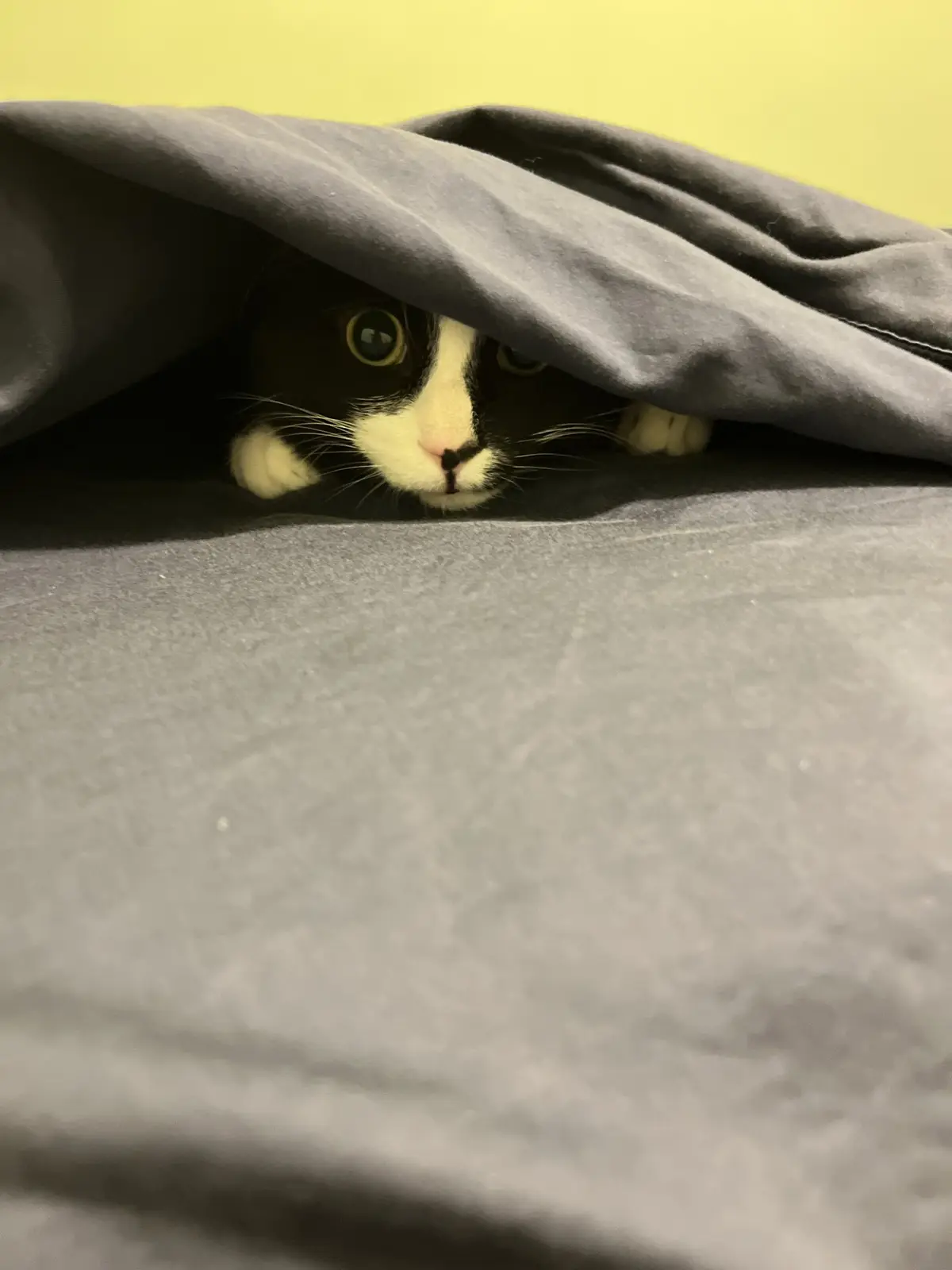A black and white cat peeks out from under a dark gray blanket, its wide eyes and paws visible against a yellow wall…