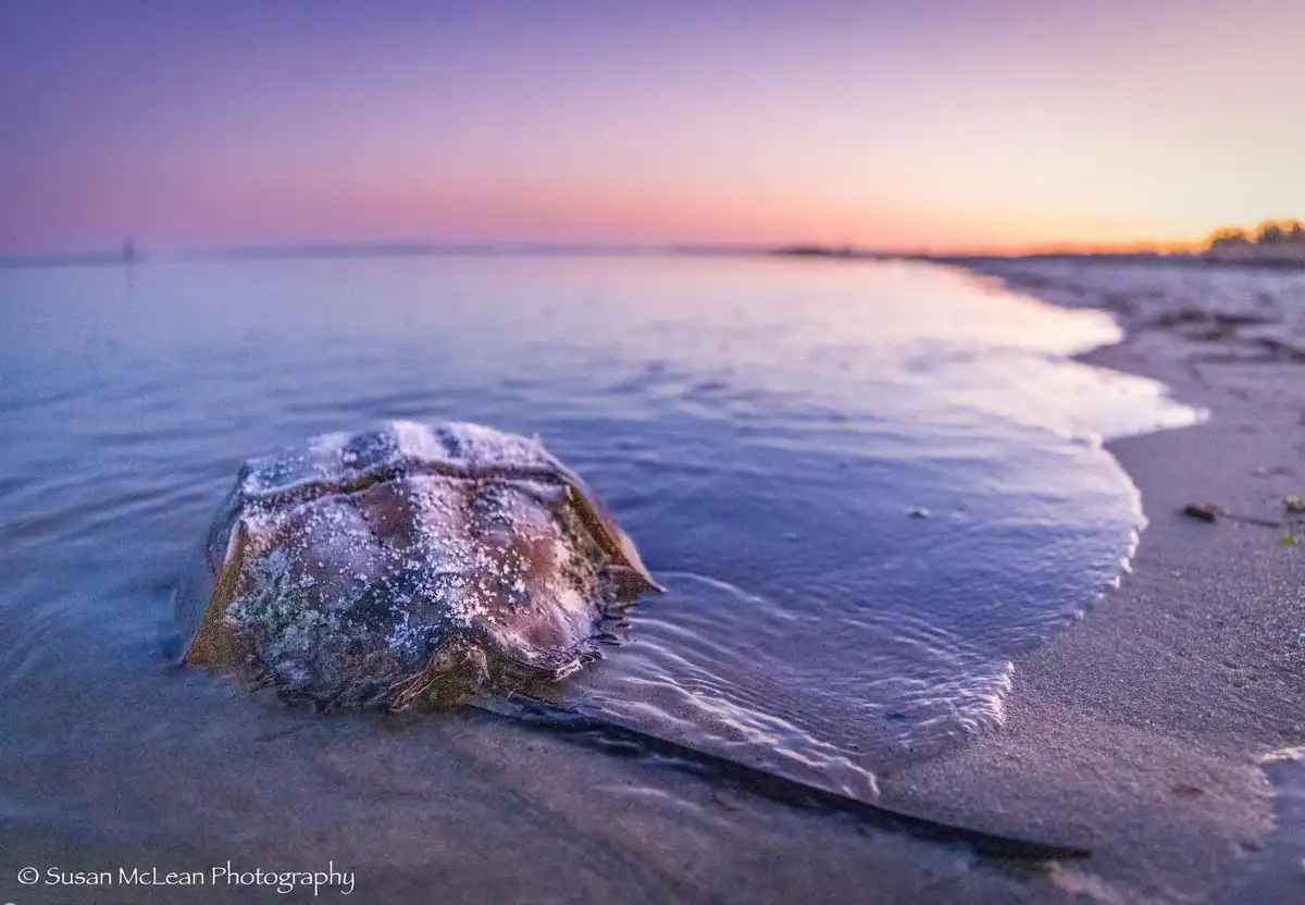 A close-up photo shows a horseshoe crab partially submerged in shallow water at a beach during sunset, with purple and…