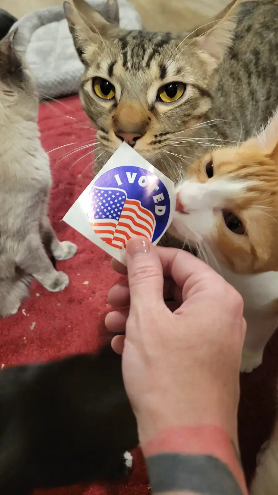 At 38, I Finally Cast My Vote for the First Time