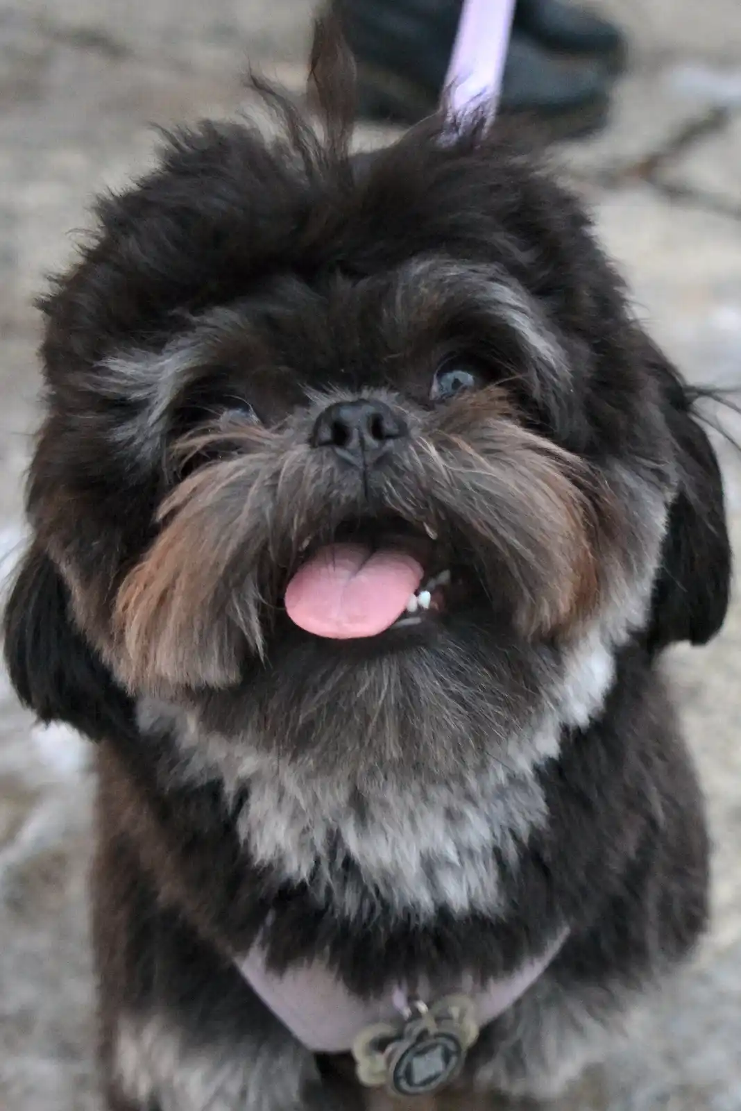 A close-up photo of a small, fluffy black and gray dog with its tongue out, looking up with wide eyes. The dog wears a…