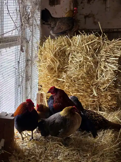 Several chickens of various colors are gathered around and atop a large bale of straw inside a rustic coop with wire mesh…