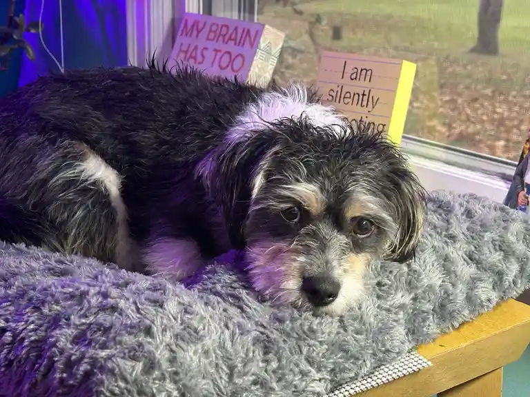 A small, scruffy black-and-white dog with sad, droopy eyes lies on a grey, fluffy blanket on a wooden surface. Behind the…