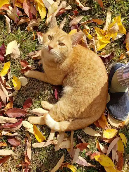 Vibrant Vibes of a Joyful Orange Cat