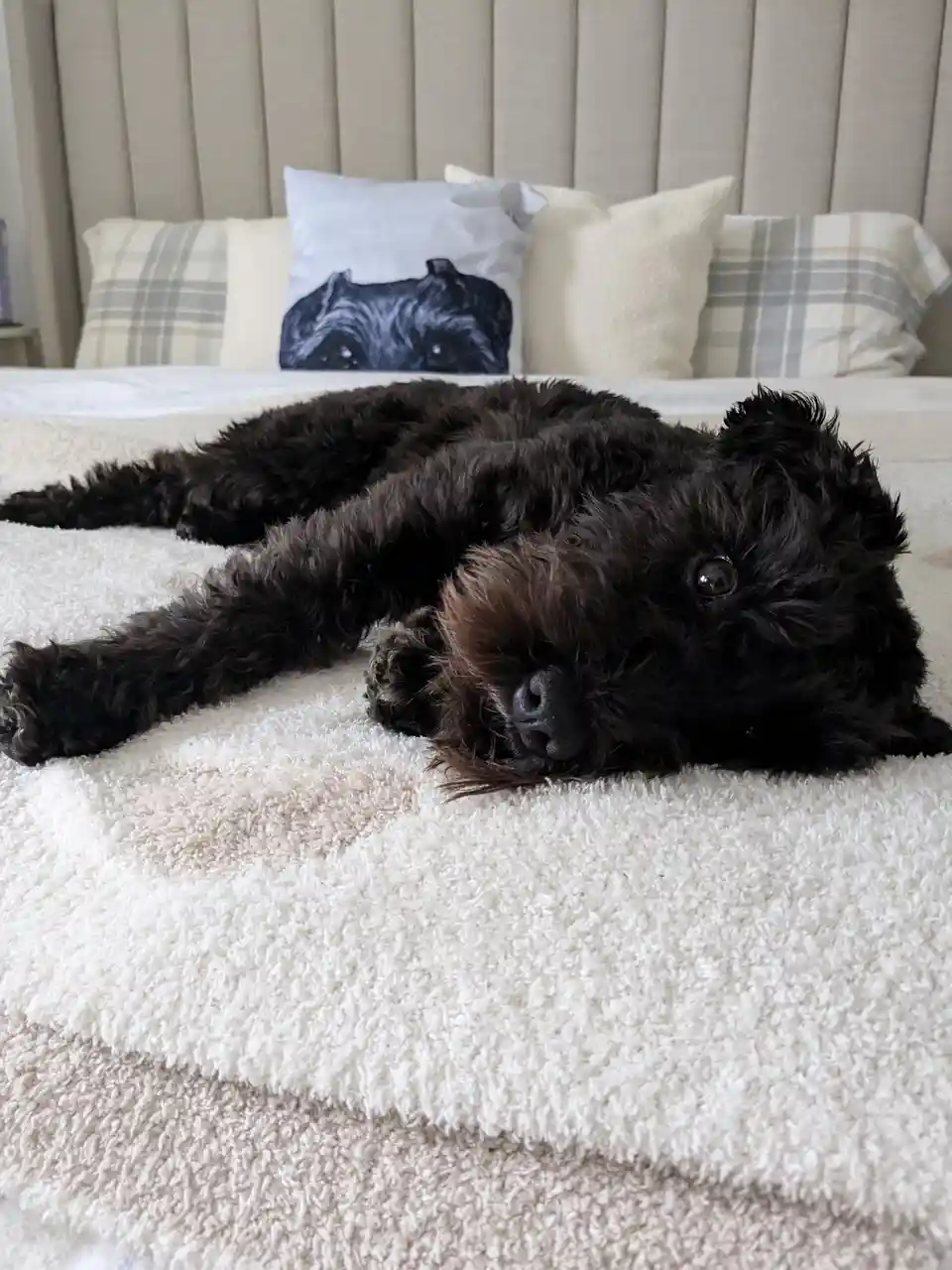 A black, shaggy dog with one visible brown eye lies sprawled on a fluffy white blanket on a bed, looking relaxed. Behind it…