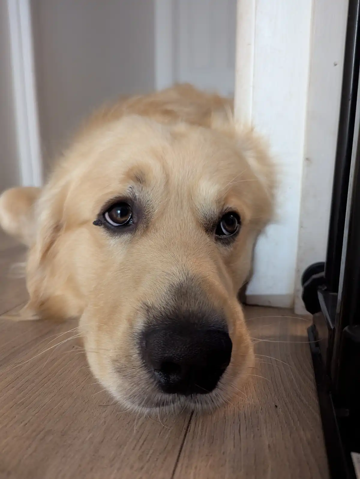 A close-up photo of a golden retriever lying on a wooden floor, looking directly at the camera with large, pleading eyes and…