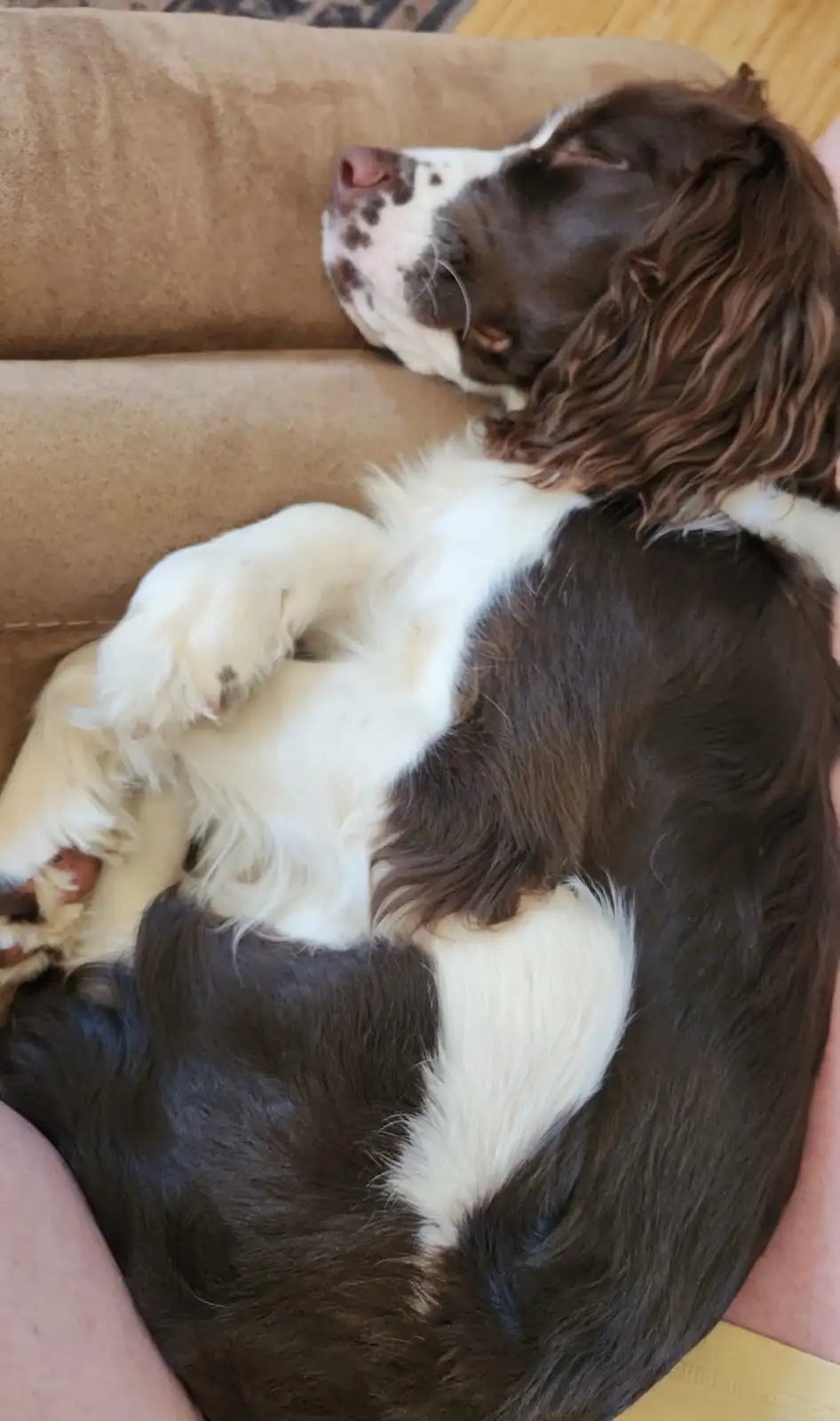A brown and white dog with long floppy ears is curled up asleep on a tan couch, its head resting on the armrest and paws…