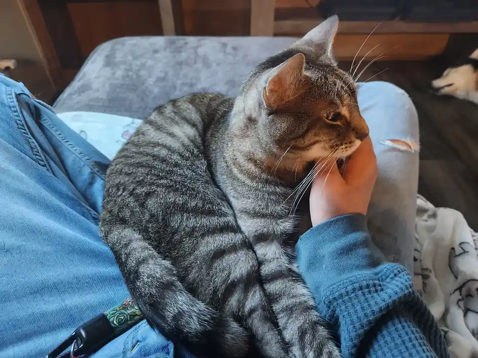A gray tabby cat is curled up and resting on a person's lap, who is wearing blue jeans and a blue sweater. The cat's head is…