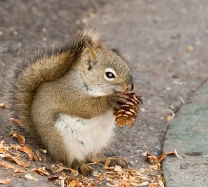 Just a Squirrel Being a Squirrel