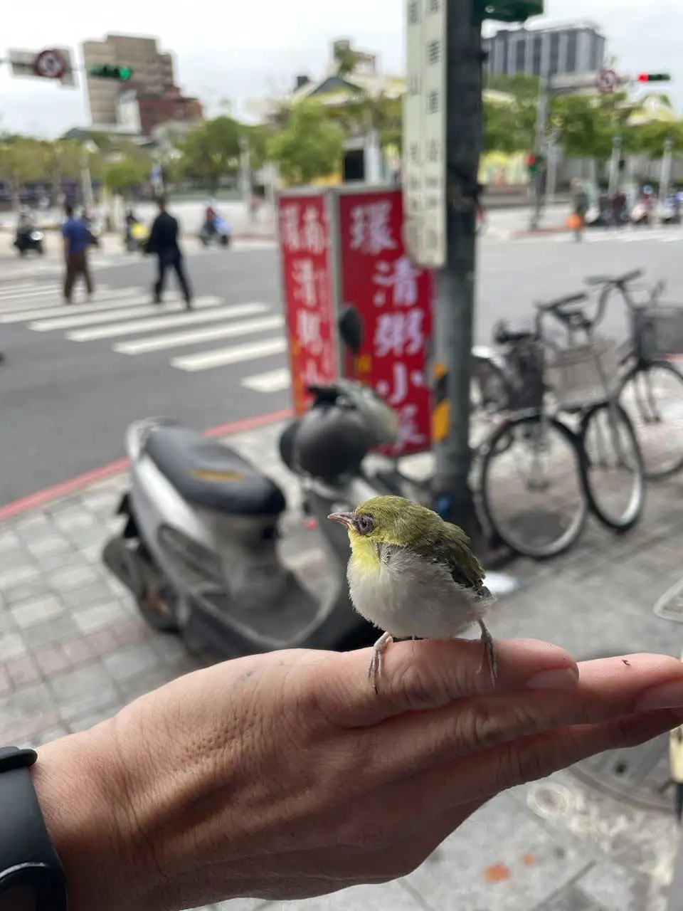 Wild Birds Gracefully Perched on My Finger