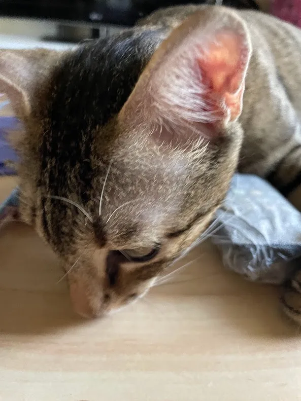 a close-up photo of a tabby cat with its head down, looking intently at a wooden surface, one ear slightly tilted, with a…