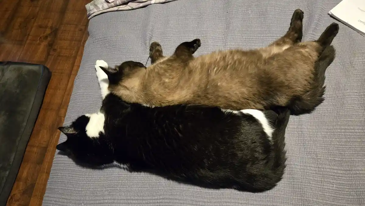 Two cats are lying on their backs on a gray textured blanket, one black and white cat underneath and a brown tabby cat on…