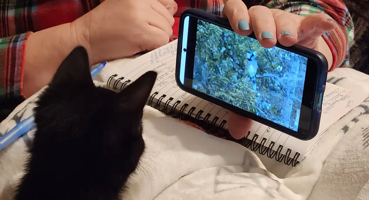 A black cat is intently watching a blue jay on a smartphone screen held by a person wearing plaid sleeves and light blue…