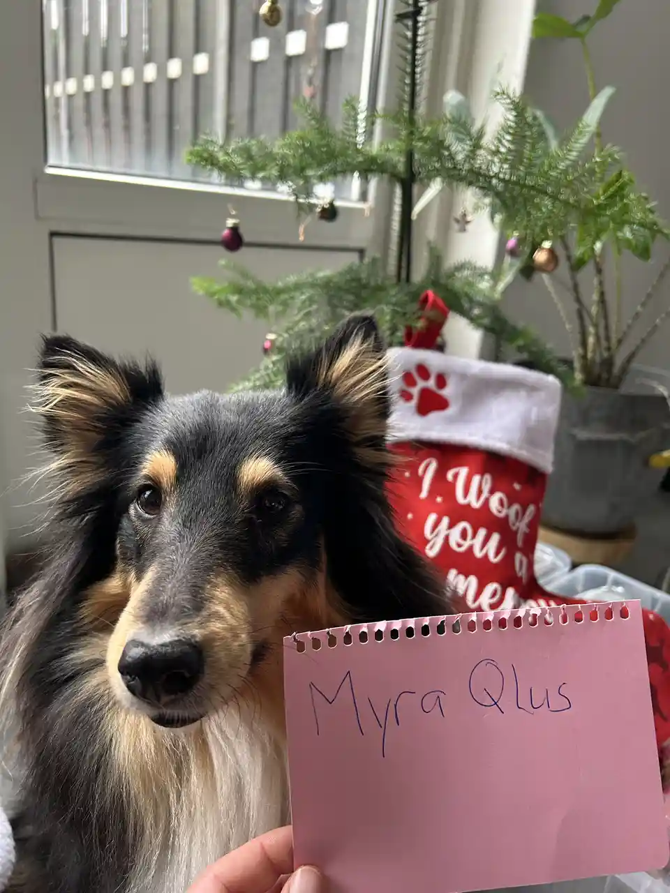 It's the Most Wonderful Time of the Year: Christmas Cheer