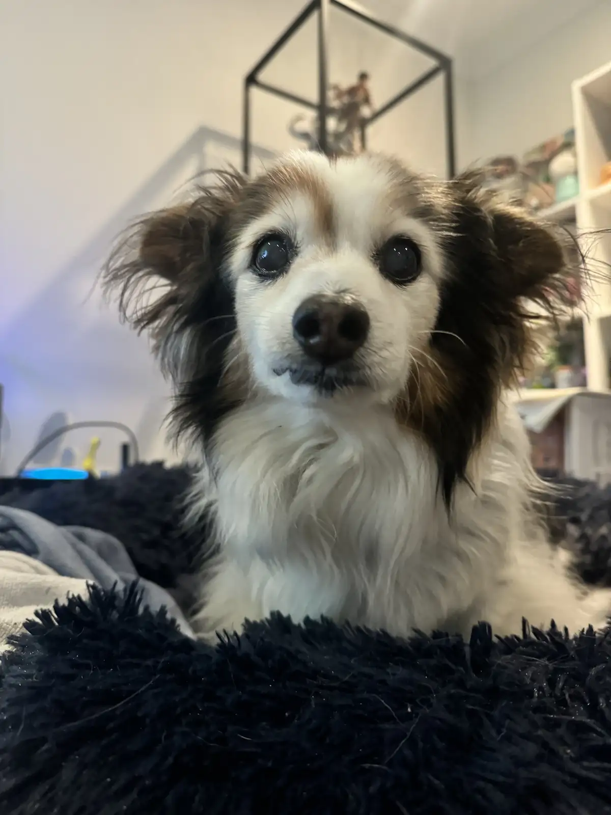A close-up photo of a small, fluffy dog with white and brown fur, large dark eyes, and floppy ears, looking directly at the…