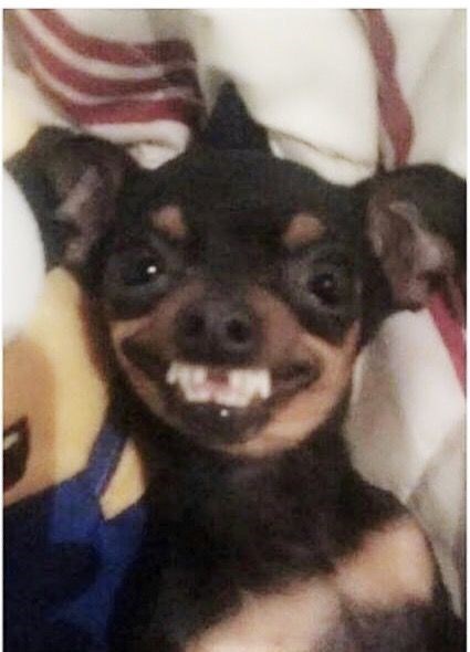 A close-up photo of a small black dog with large, dark eyes and a wide open mouth showing its teeth, giving the appearance…