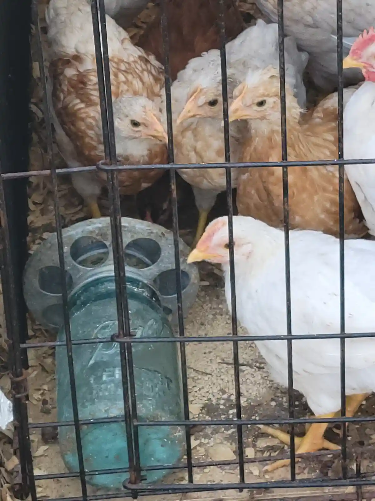When Chickens Unite: The Great Poultry Uprising!