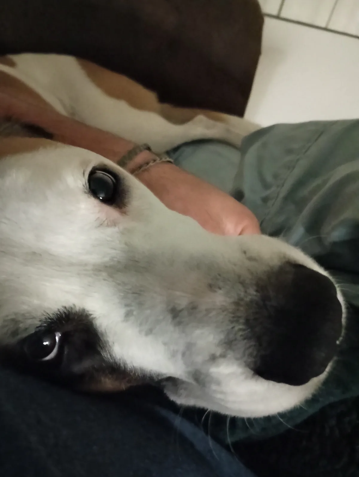 A close-up photo shows a white and tan dog with dark eyes and nose resting its head on a person's lap, who is wearing green…