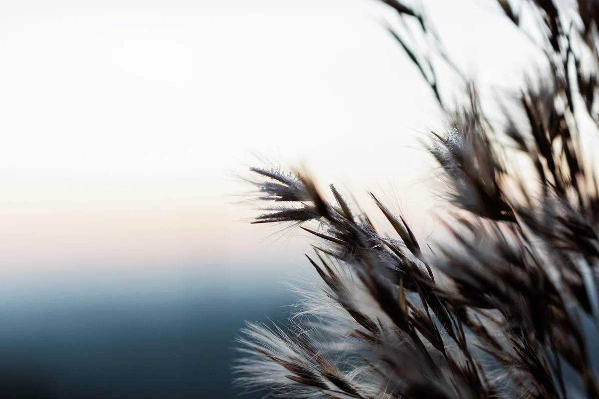 A close-up photograph of feathery, silvery-brown pampas grass plumes against a soft gradient sky transitioning from pale…