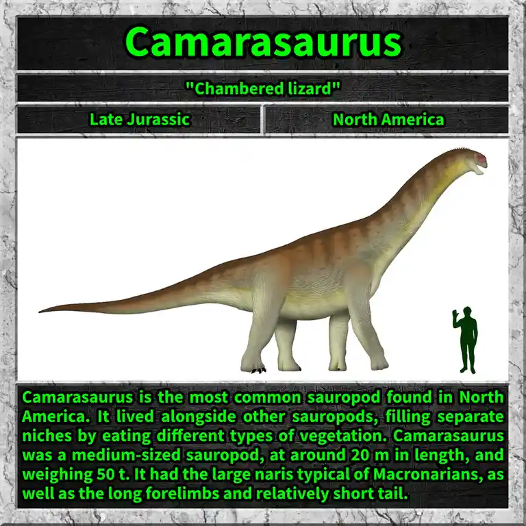 The image displays a 3D rendering of a Camarasaurus dinosaur, a large, long-necked herbivore, standing next to a human…