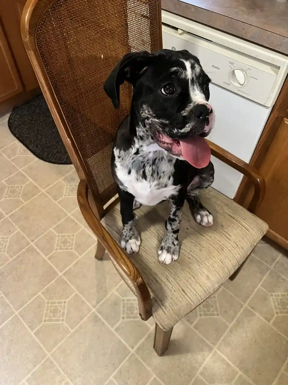 A black and white spotted dog with a pink tongue out sits upright on a wooden chair with a woven back, looking up…