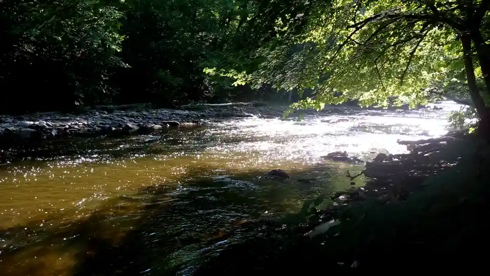 A serene forest stream with sunlight filtering through green leaves, sparkling on the water's surface, overlaid with the…