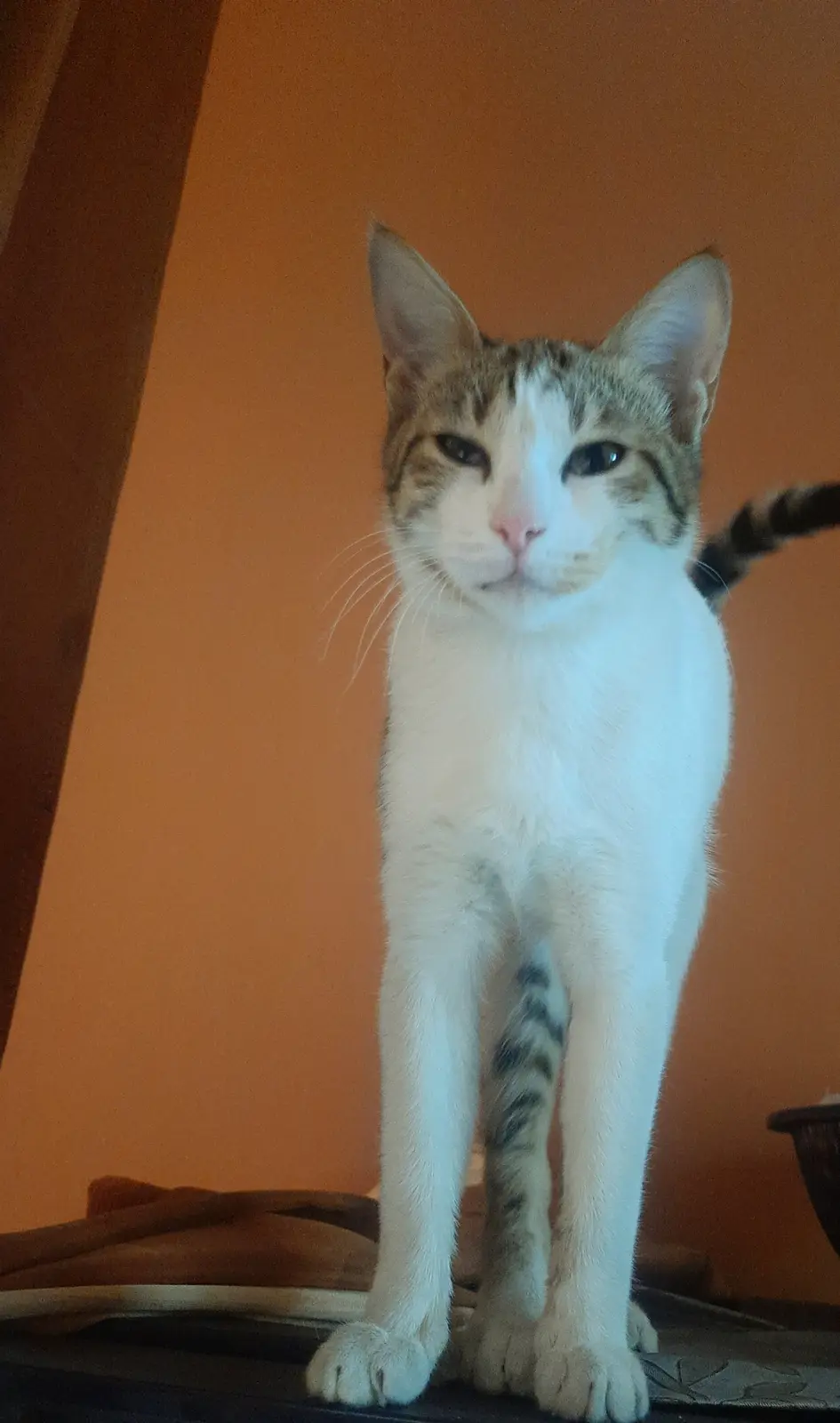 Sunday Cat Chronicles: The Art of Cat Stretching