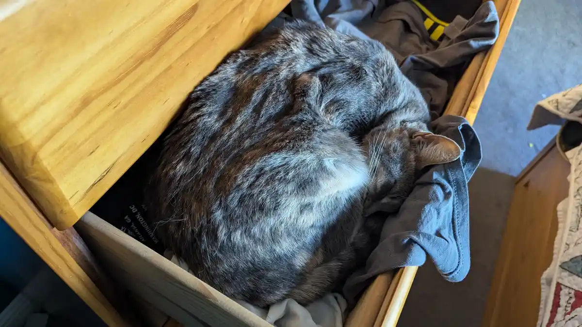 A gray tabby cat is curled up and sleeping inside an open wooden dresser drawer, nestled among clothes. The cat's fur is a…