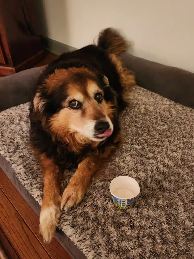 A fluffy brown and black dog with a slightly guilty expression sits on a grey shaggy dog bed next to an empty yogurt cup…