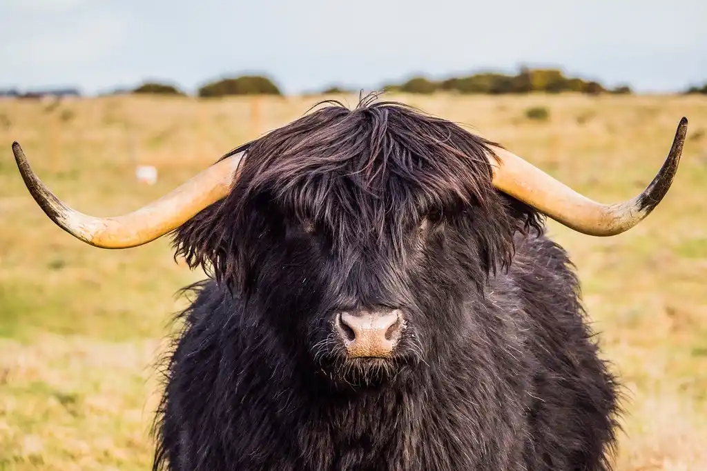 A close-up of a black Highland cow with long, curved horns and shaggy hair covering its eyes, standing in a grassy field…
