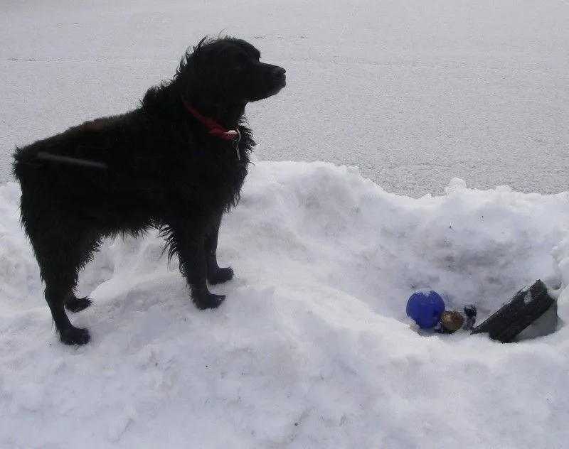 A black dog with a red collar stands in snow, looking away from a hole containing a blue ball and other toys. The text…