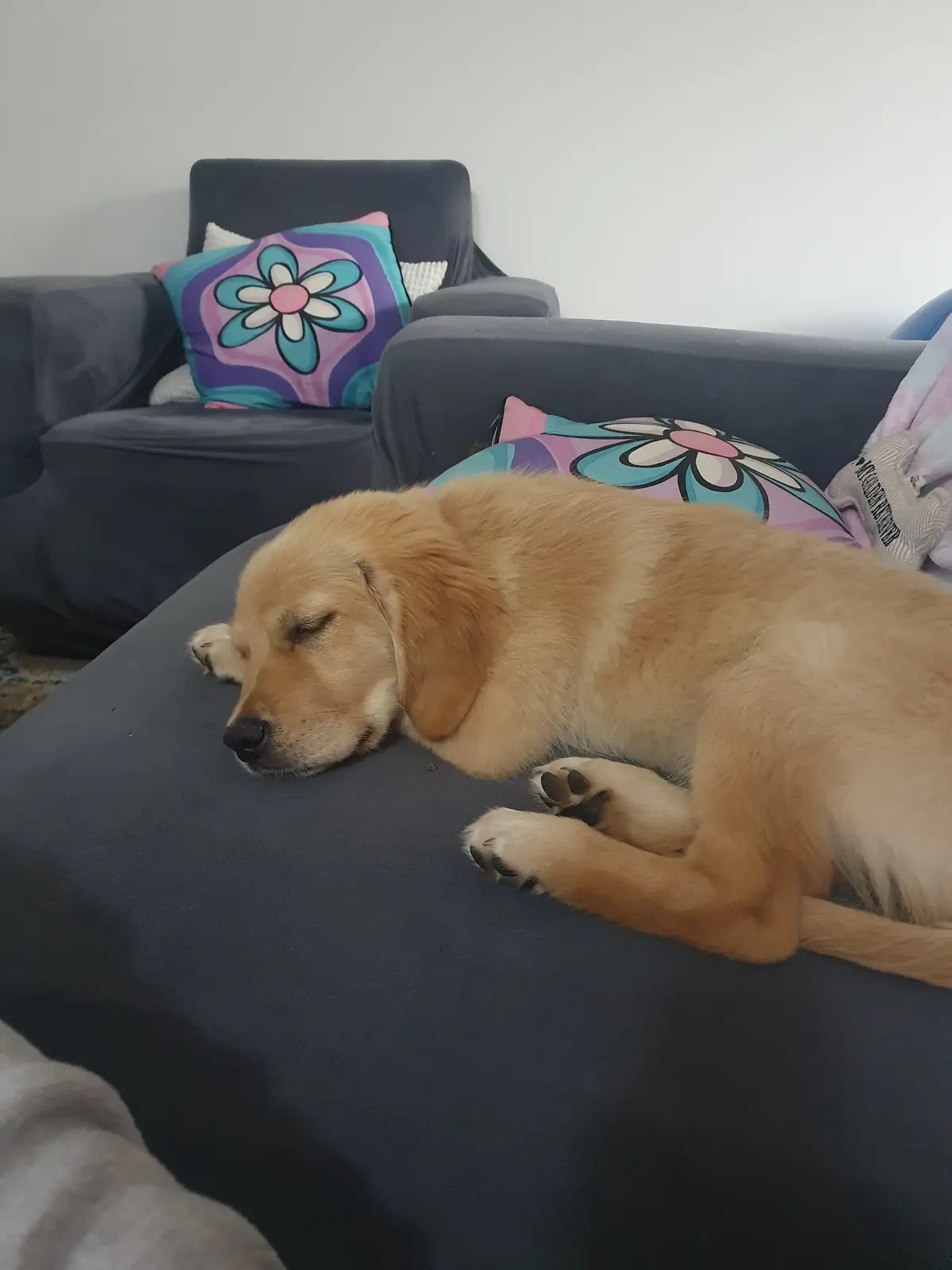 A golden retriever puppy is sleeping peacefully on a dark gray couch, its eyes closed and paws curled. Behind it are two…