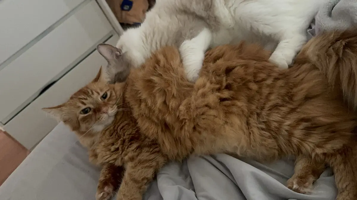 A fluffy ginger cat lies on a bed looking annoyed as a white and grey cat rests on its back. The ginger cat's expression…