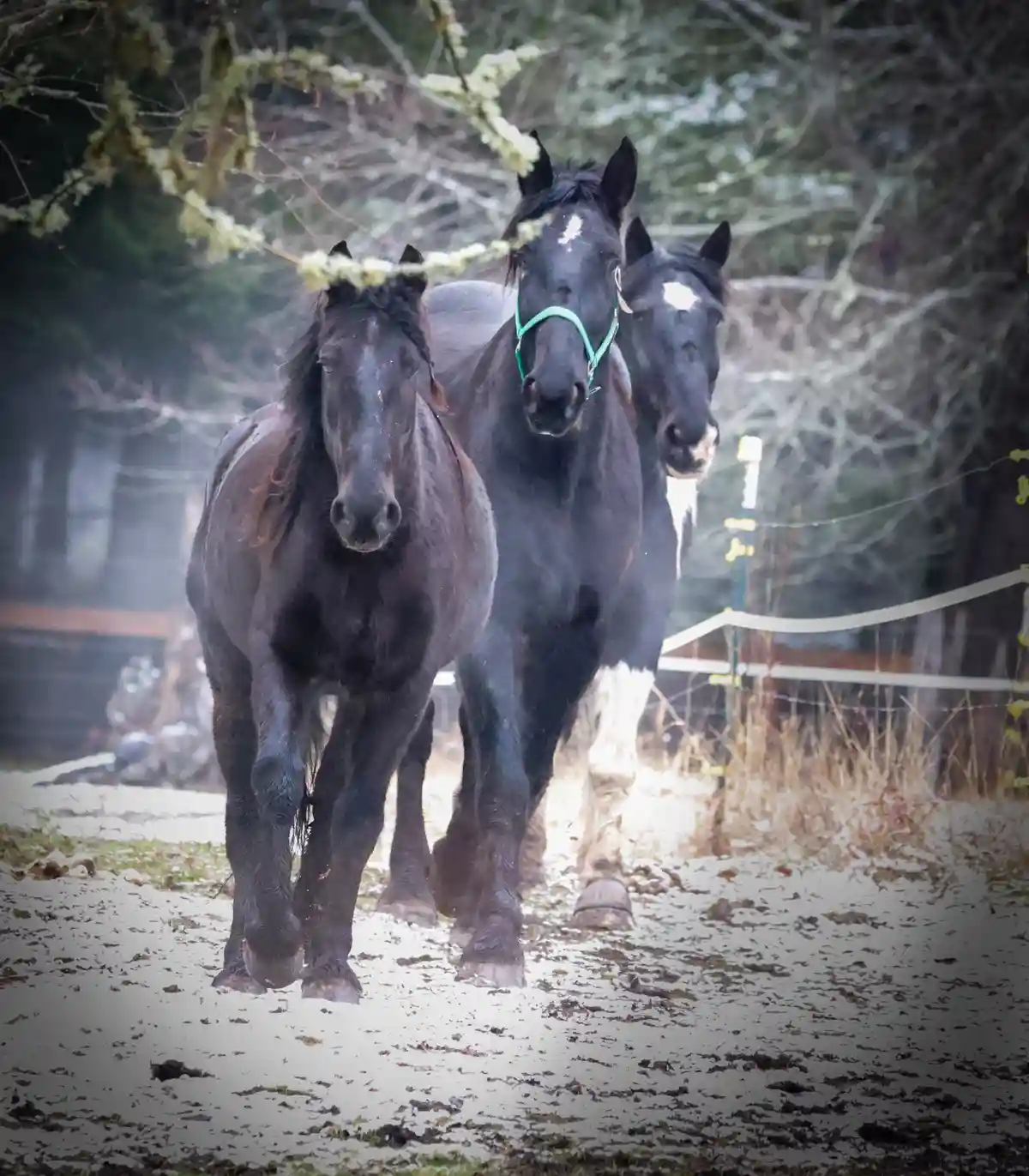 Three black horses stand in a snowy, wooded area, looking directly at the camera. The horse in the center wears a green…