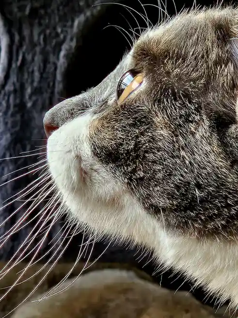 A close-up profile shot of a tabby cat with white markings, looking upward with a serene expression. The cat's fur is…