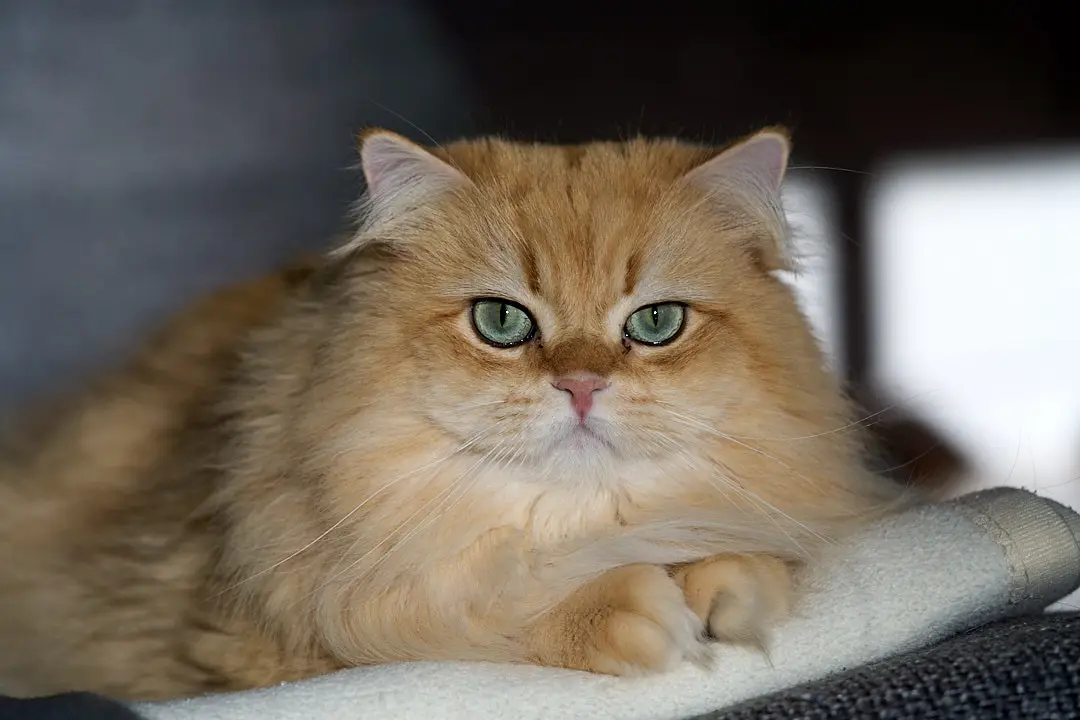 a fluffy, golden-orange cat with striking green eyes stares intensely at the camera while resting on a soft white surface…