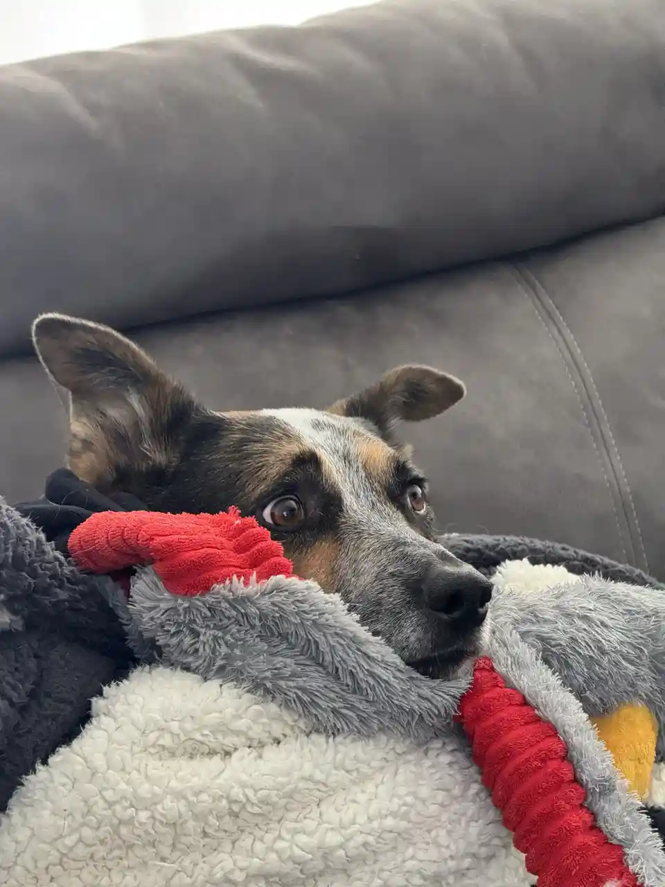 A close-up photo of a dog with a mottled black, brown, and white coat, resting its head on a plush, grey and white blanket…
