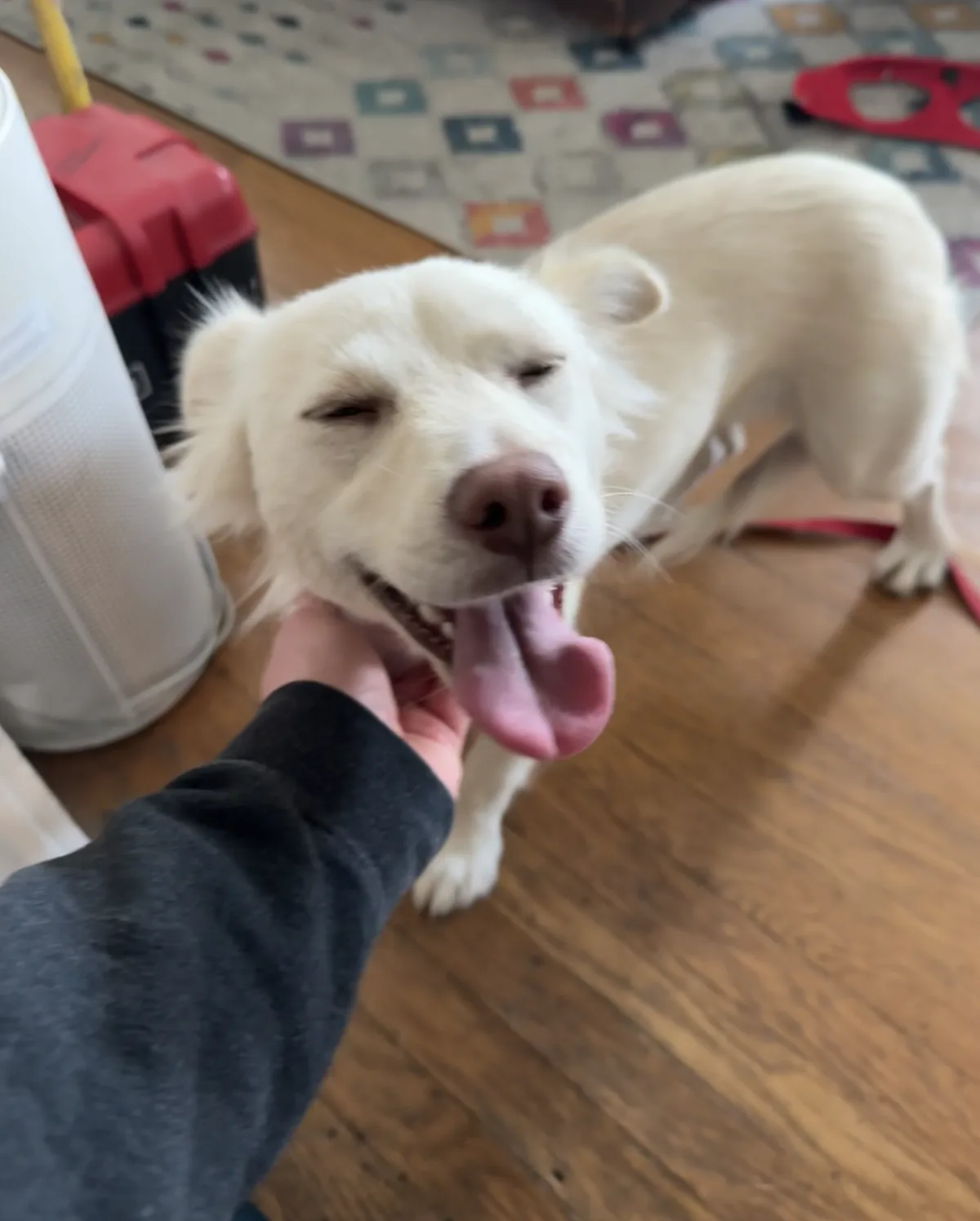 A white dog with its eyes closed and tongue out is being petted by a person's hand on its chin, standing on a wooden floor…