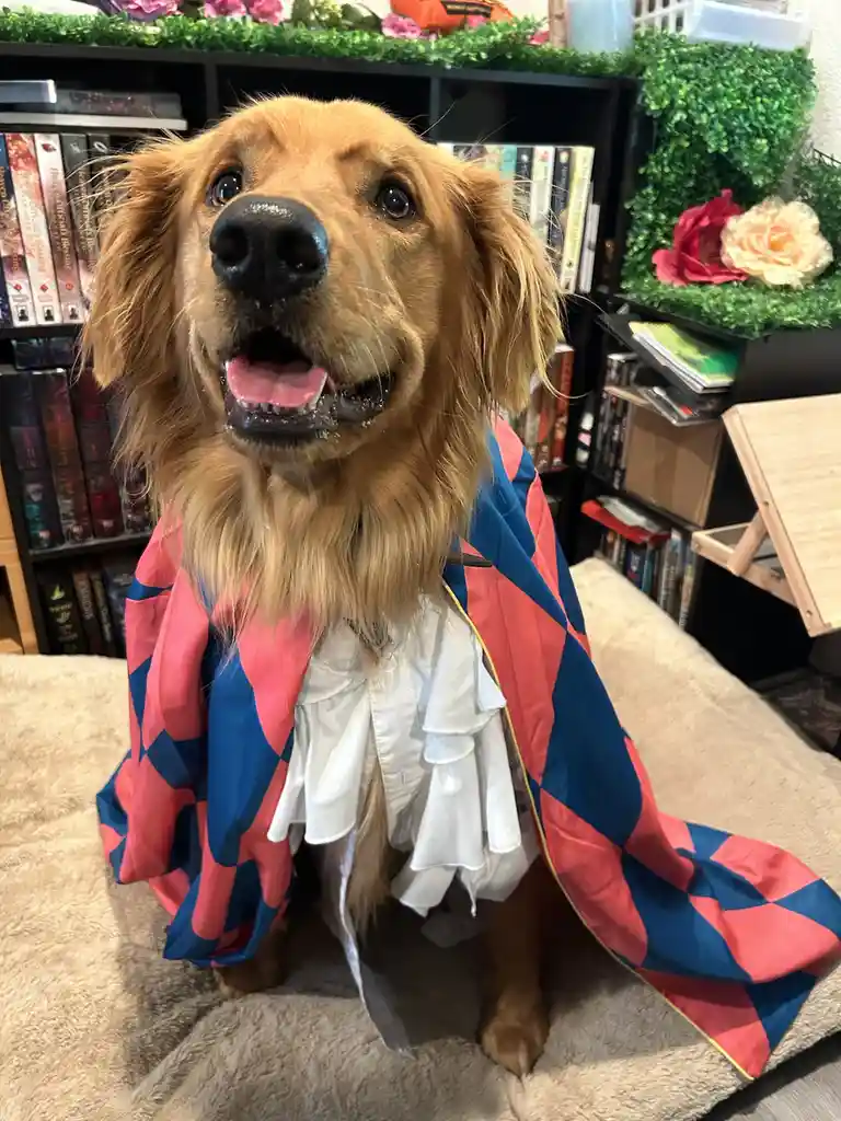 A golden retriever dog sits on a beige rug, wearing a white ruffled shirt and a red-and-blue checkered cape, looking up with…