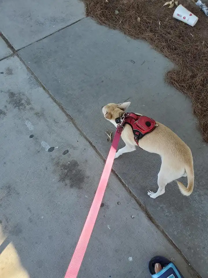 A light-colored dog wearing a red harness walks on a pink leash along a concrete sidewalk, looking upward with a calm…