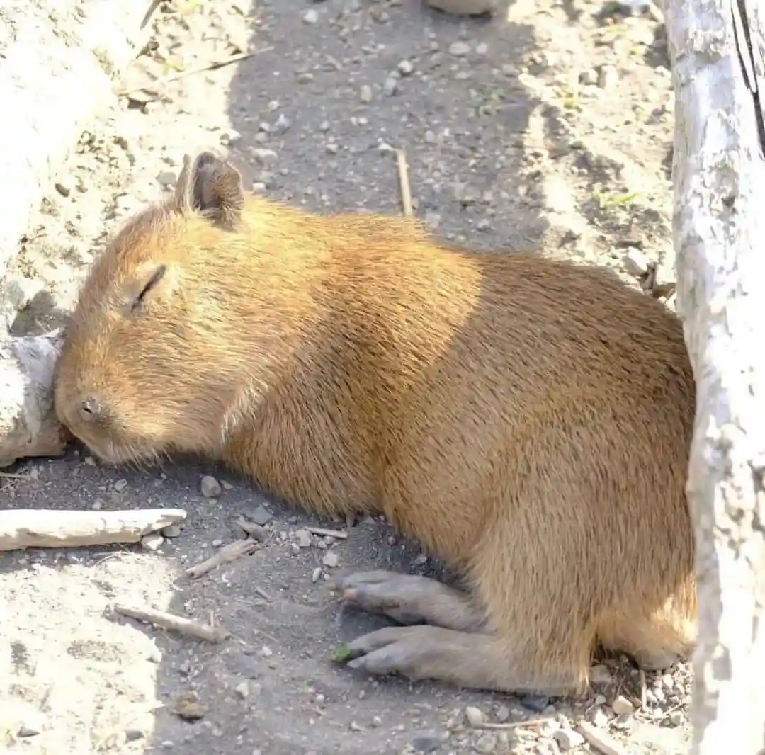 A capybara is lying on a dirt ground with its eyes closed, appearing to be sleeping or resting peacefully. The animal is…