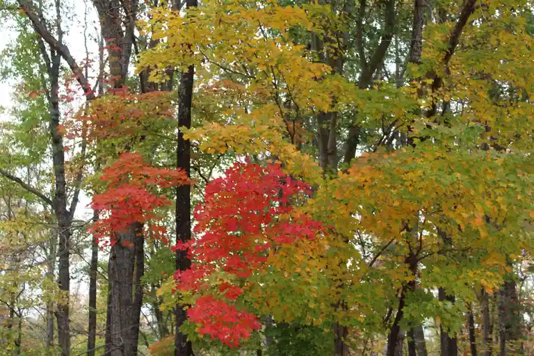 A photo of autumn trees with leaves in shades of green, yellow, and vibrant red. Overlaid text reads 'i'm not a tree, i'm a…