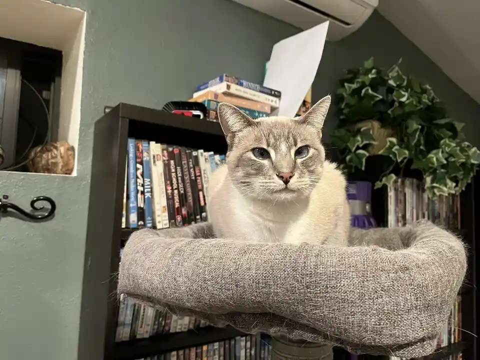 A gray and white cat with blue eyes sits regally in a gray fabric cat bed perched atop a bookshelf filled with DVDs. Behind…