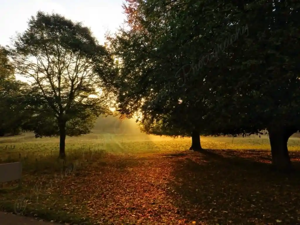 A serene autumnal scene with sunlight filtering through trees onto a path covered in fallen leaves, overlaid with the text…