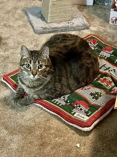 A tabby cat with green eyes sits curled on a colorful, patterned cat bed labeled 'Cat Lady' on a beige carpet. In the…