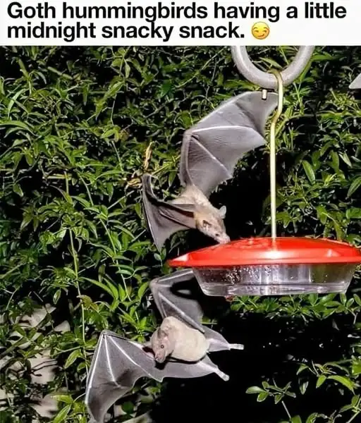 Two bats are hanging upside down from a hummingbird feeder at night, with green foliage in the background. The text overlay…