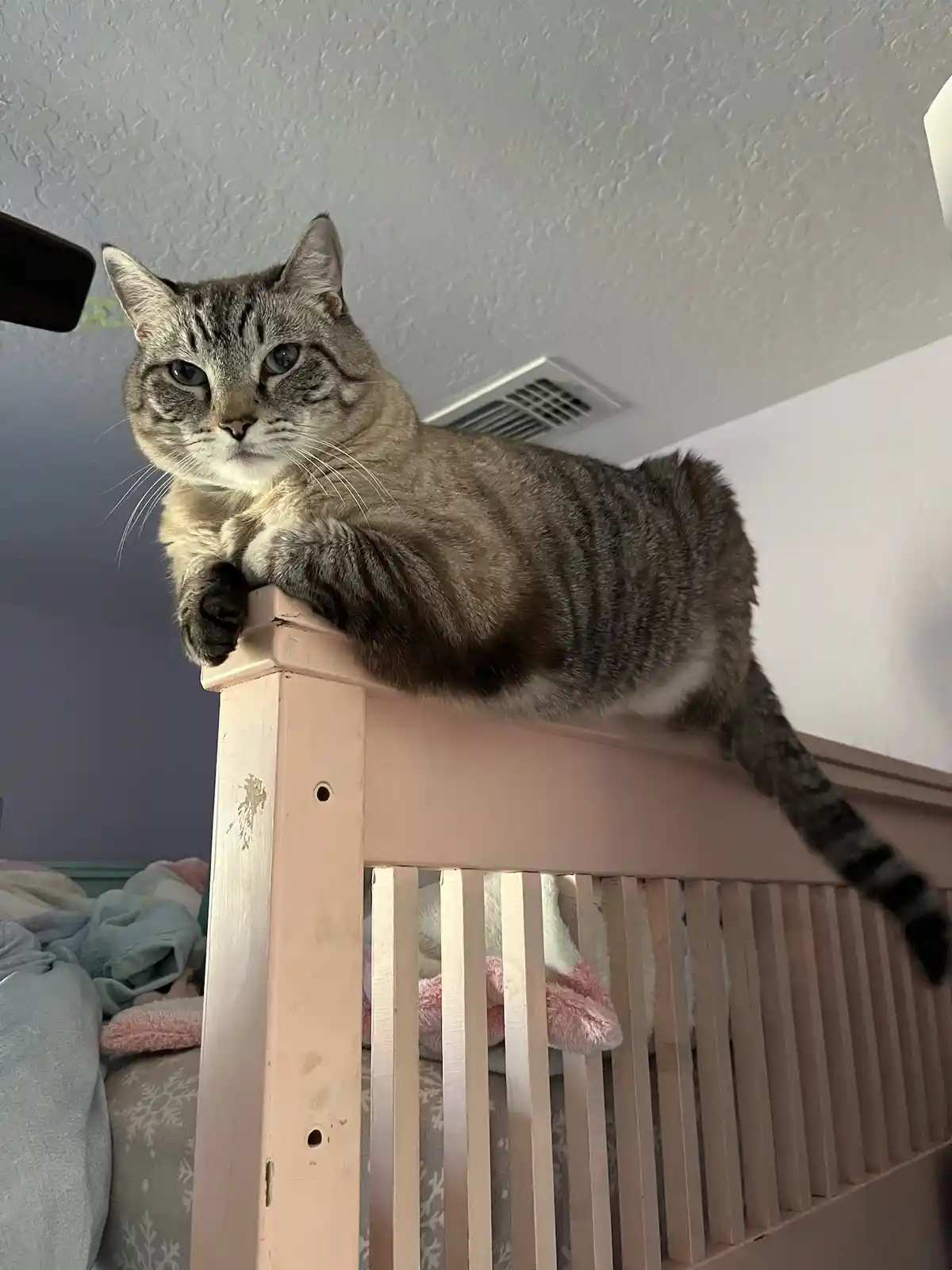 A gray tabby cat with blue eyes is lounging atop the top rail of a light pink wooden bed frame, looking down with a relaxed…