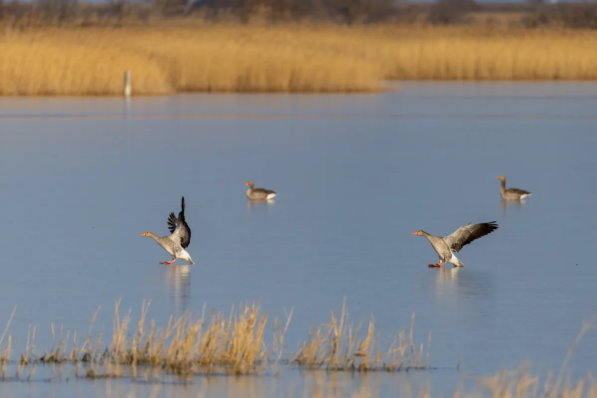Four geese are on a frozen lake; two in the foreground are flapping their wings as if trying to take off, while two others…