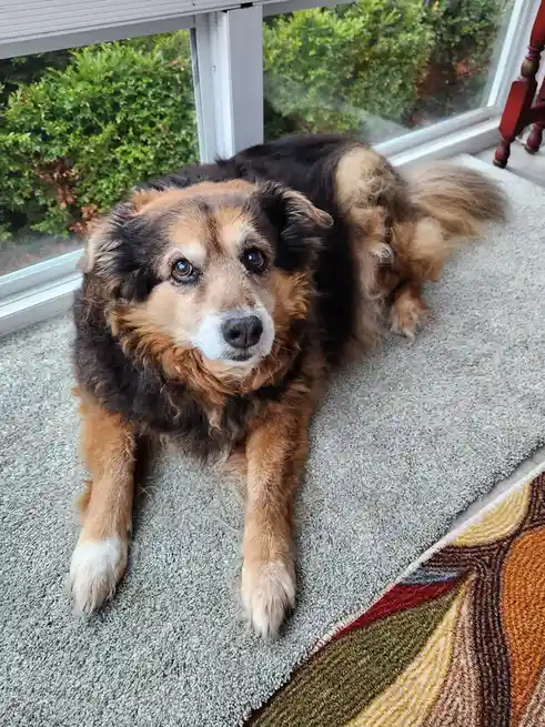 Daily dose of cuteness: Peanut the dog - Day 1568!