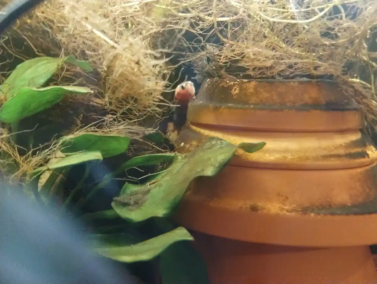 A small bird with a reddish head and dark body peeks out from behind a terracotta pot in a terrarium filled with green…